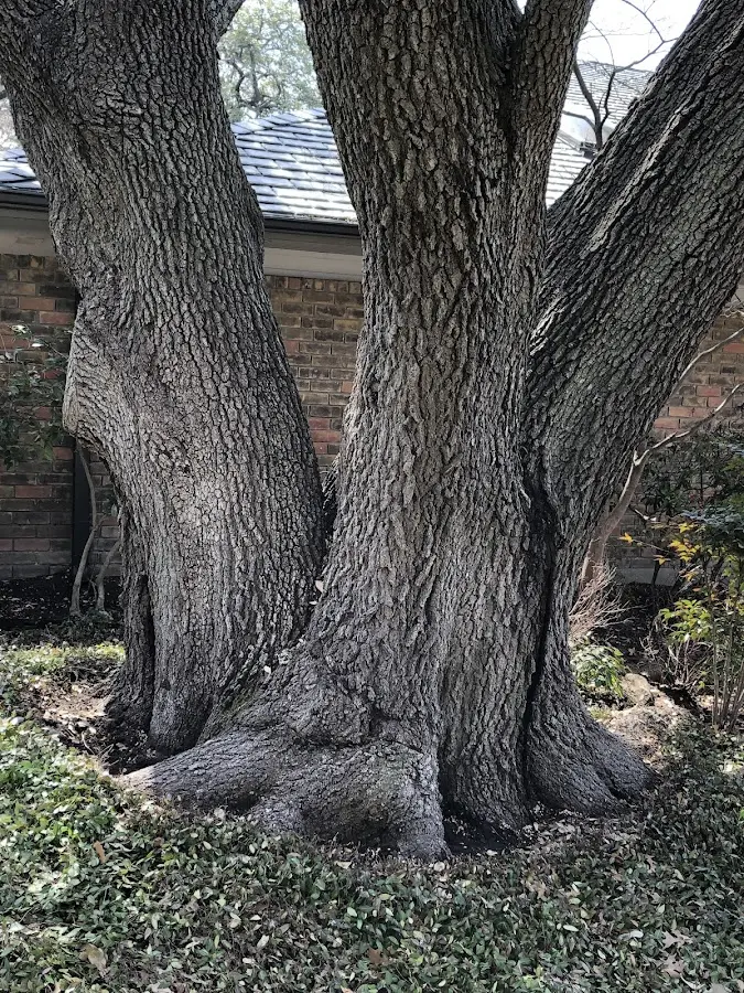Mature heritage tree close to a Battle Ground property cared for by certified arborists
